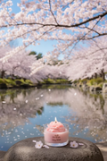 CHERRY BLOSSOM 4OZ